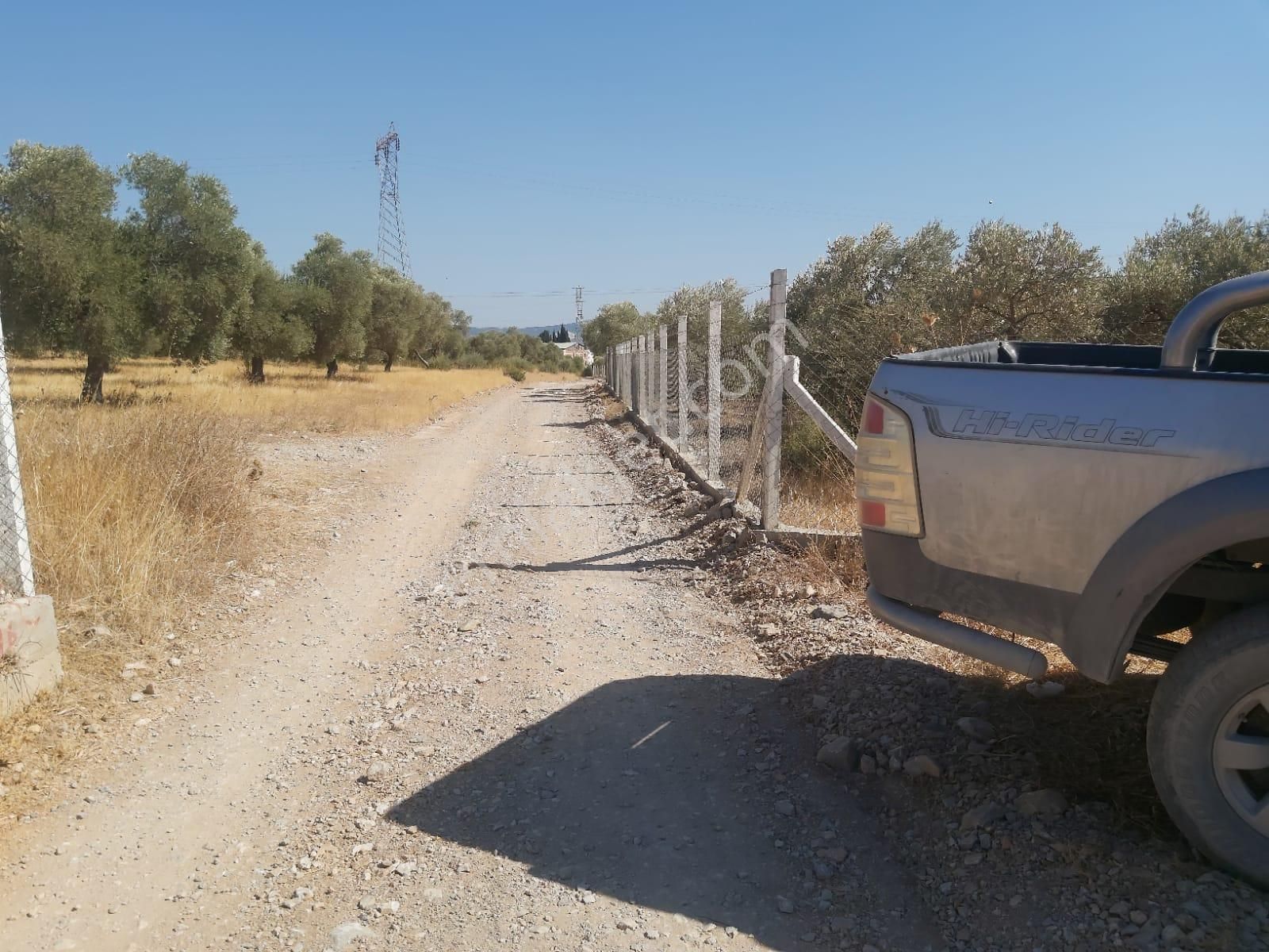 Aydın Didim Fevzipaşa'da İmar Bölgesine Yakın Yol Üstü Satılık Zeytinlik - Görsel 16