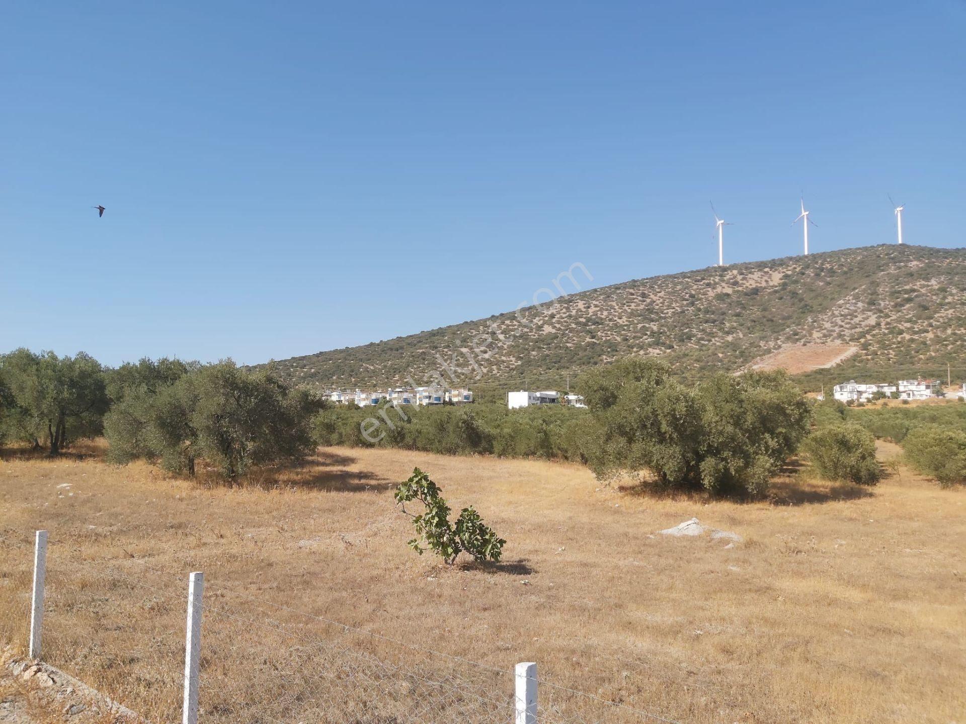 Aydın Didim Fevzipaşa'da İmar Bölgesine Yakın Yol Üstü Satılık Zeytinlik - Görsel 30
