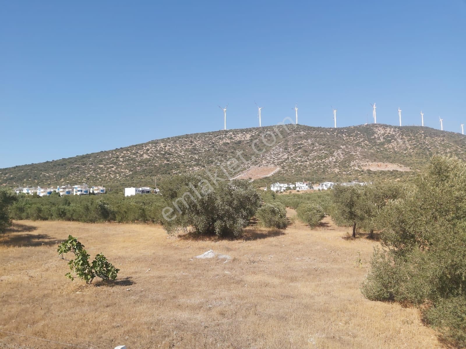 Aydın Didim Fevzipaşa'da İmar Bölgesine Yakın Yol Üstü Satılık Zeytinlik - Görsel 31