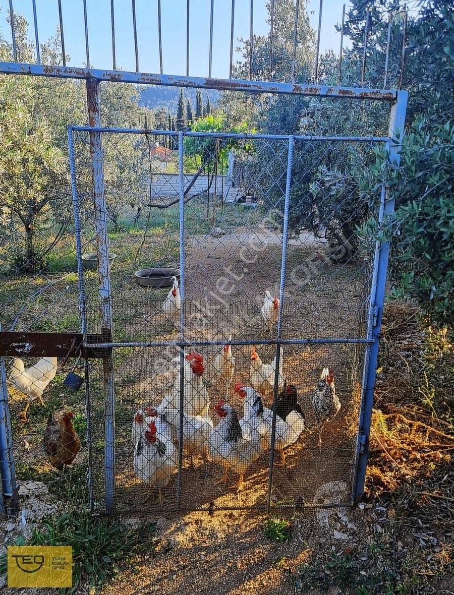 Türk Emlak'tan Bayatbademleri'nde Orman Manzaralı Müstakil Ev - Görsel 10