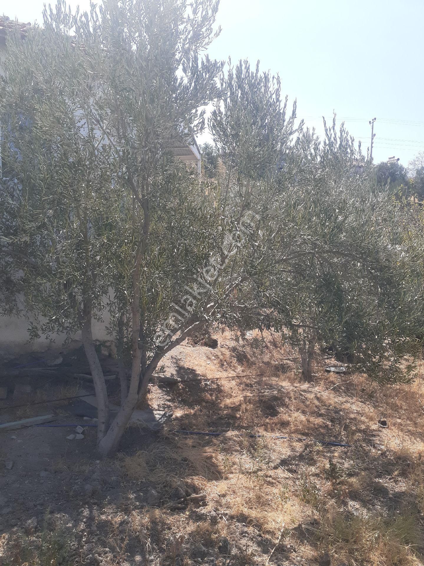 İzmir Kınık Arpaseki Köyü'nde Satılık Müstakil Bahçeli Köy Evi - Görsel 13