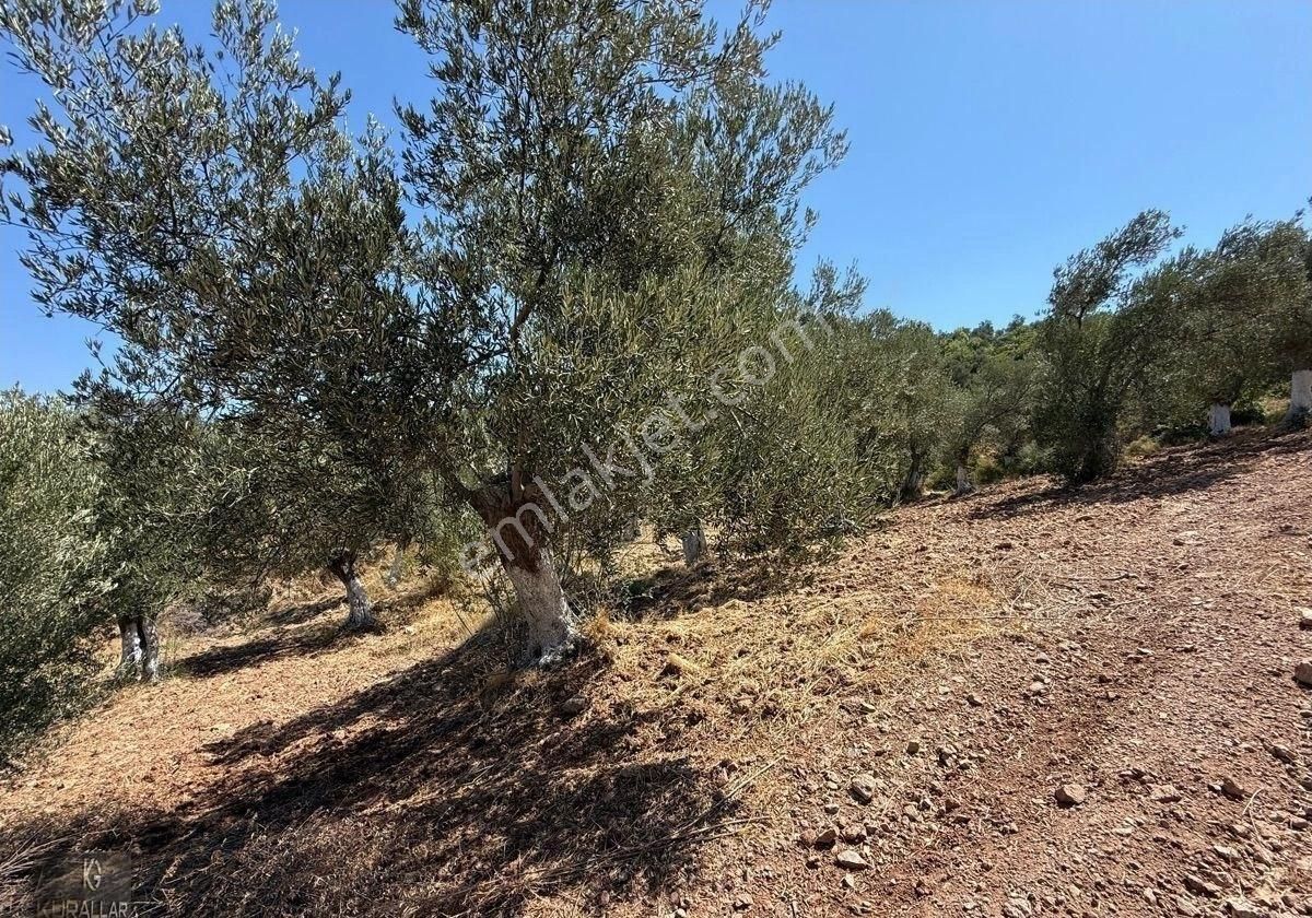Kuyualan Da Yatırımlık Zeytinlik - Görsel 20