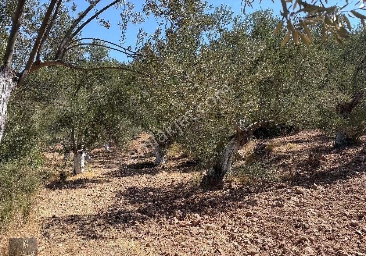 Kuyualan Da Yatırımlık Zeytinlik - Görsel 14