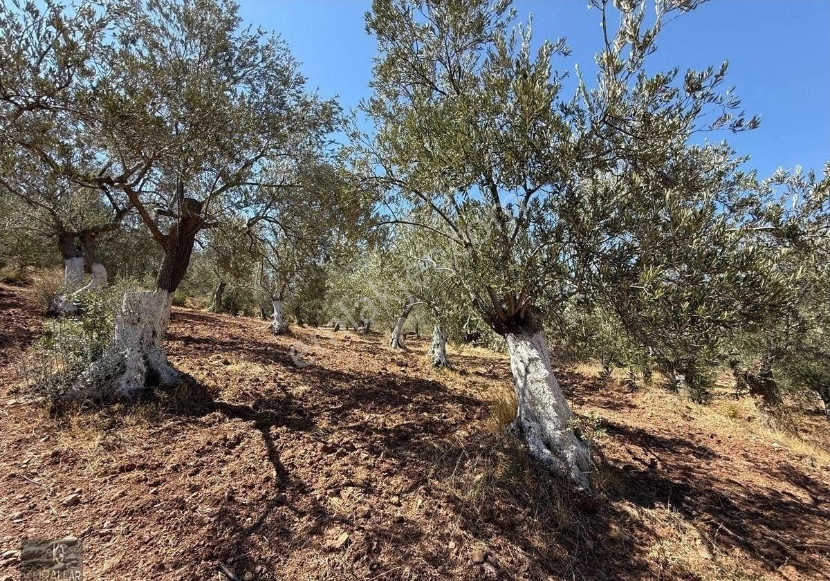 Kuyualan Da Yatırımlık Zeytinlik - Görsel 5