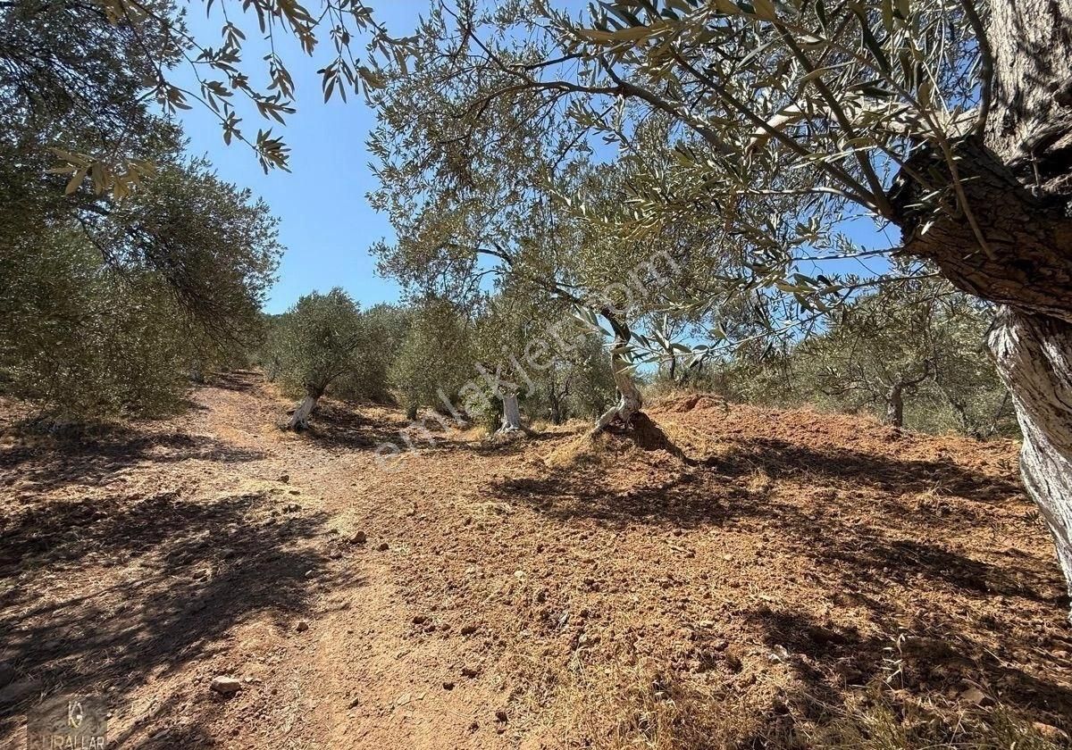 Kuyualan Da Yatırımlık Zeytinlik - Görsel 16