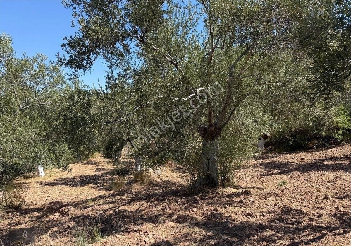 Kuyualan Da Yatırımlık Zeytinlik - Görsel 11