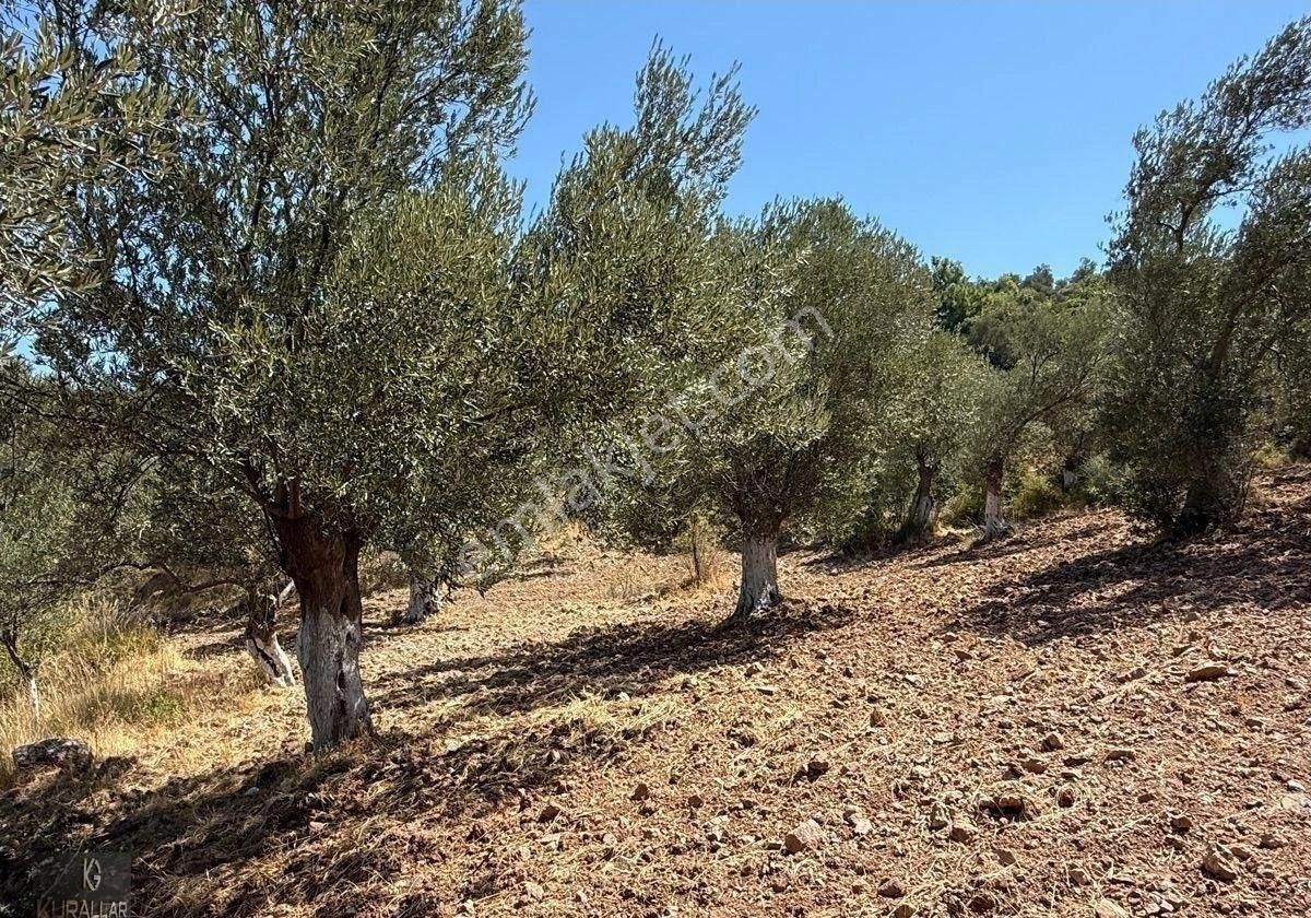 Kuyualan Da Yatırımlık Zeytinlik - Görsel 2