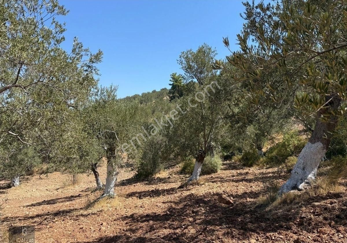 Kuyualan Da Yatırımlık Zeytinlik - Görsel 10
