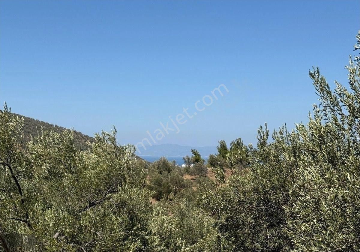 Kuyualan Da Yatırımlık Zeytinlik - Görsel 17