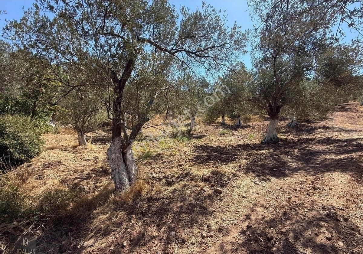 Kuyualan Da Yatırımlık Zeytinlik - Görsel 12