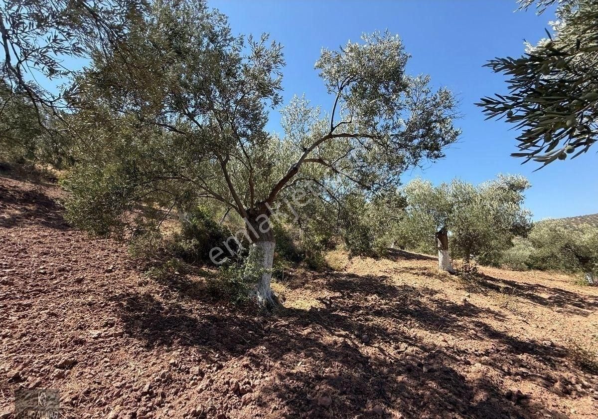 Kuyualan Da Yatırımlık Zeytinlik - Görsel 7