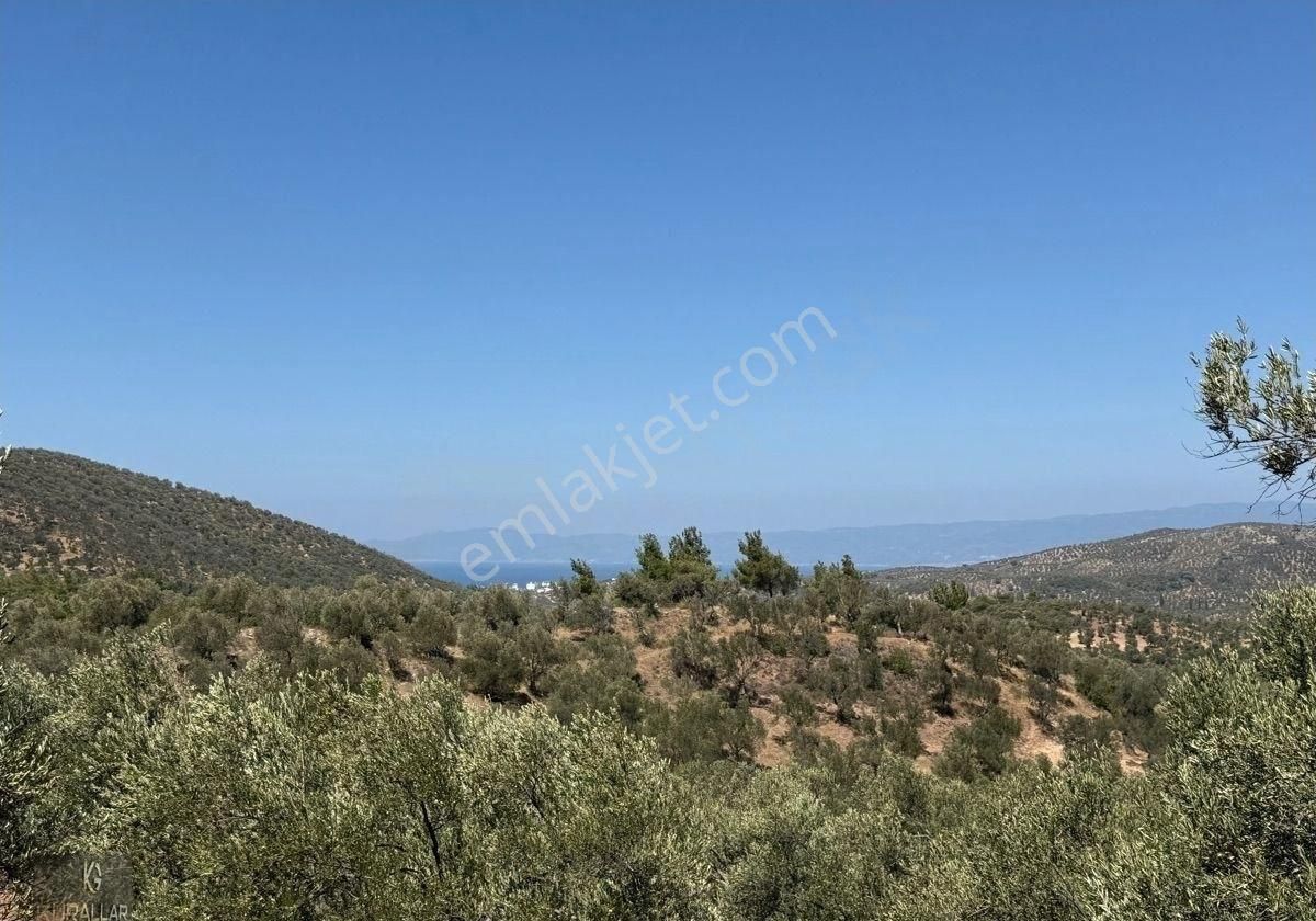 Kuyualan Da Yatırımlık Zeytinlik - Görsel 9