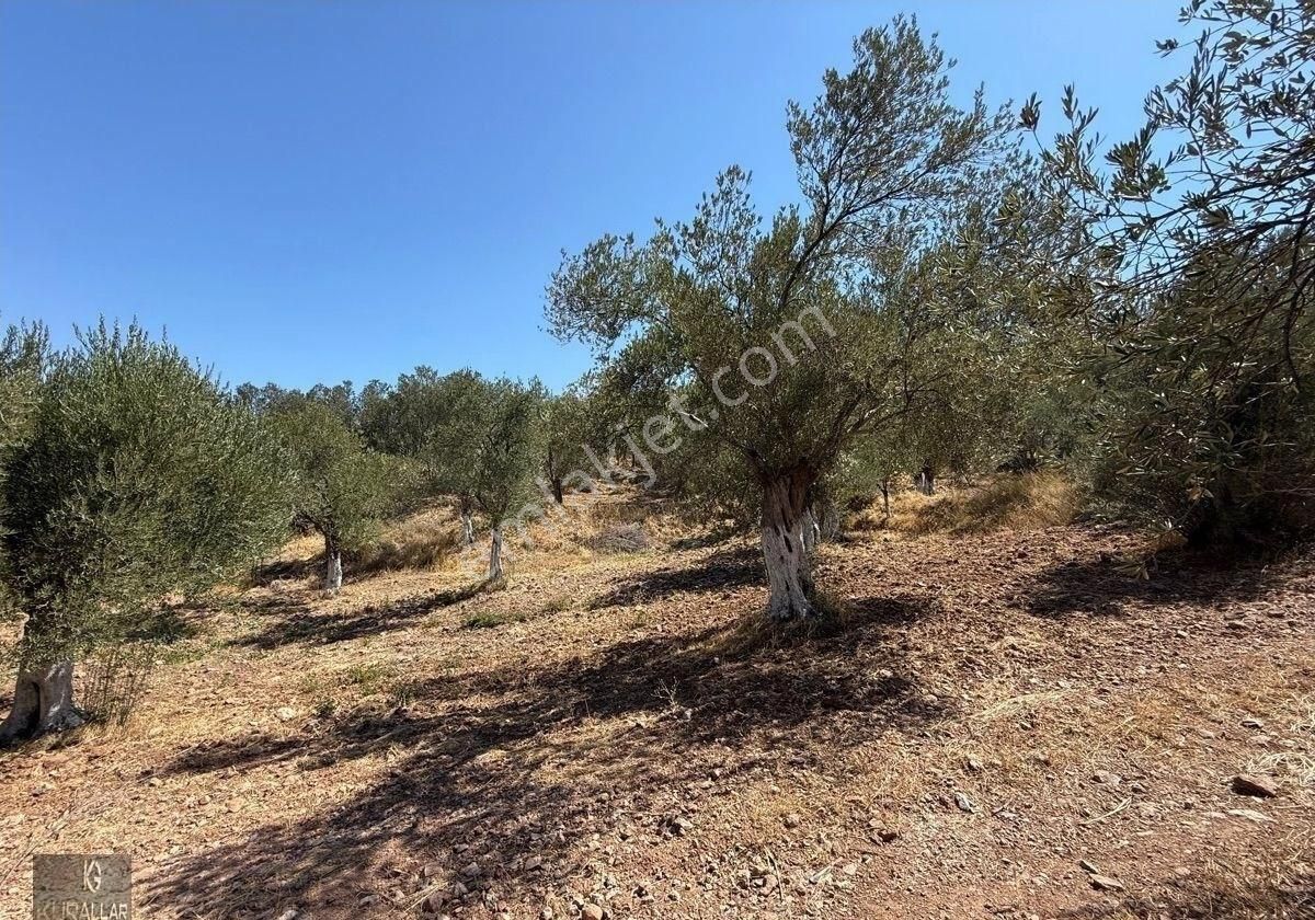 Kuyualan Da Yatırımlık Zeytinlik - Görsel 6