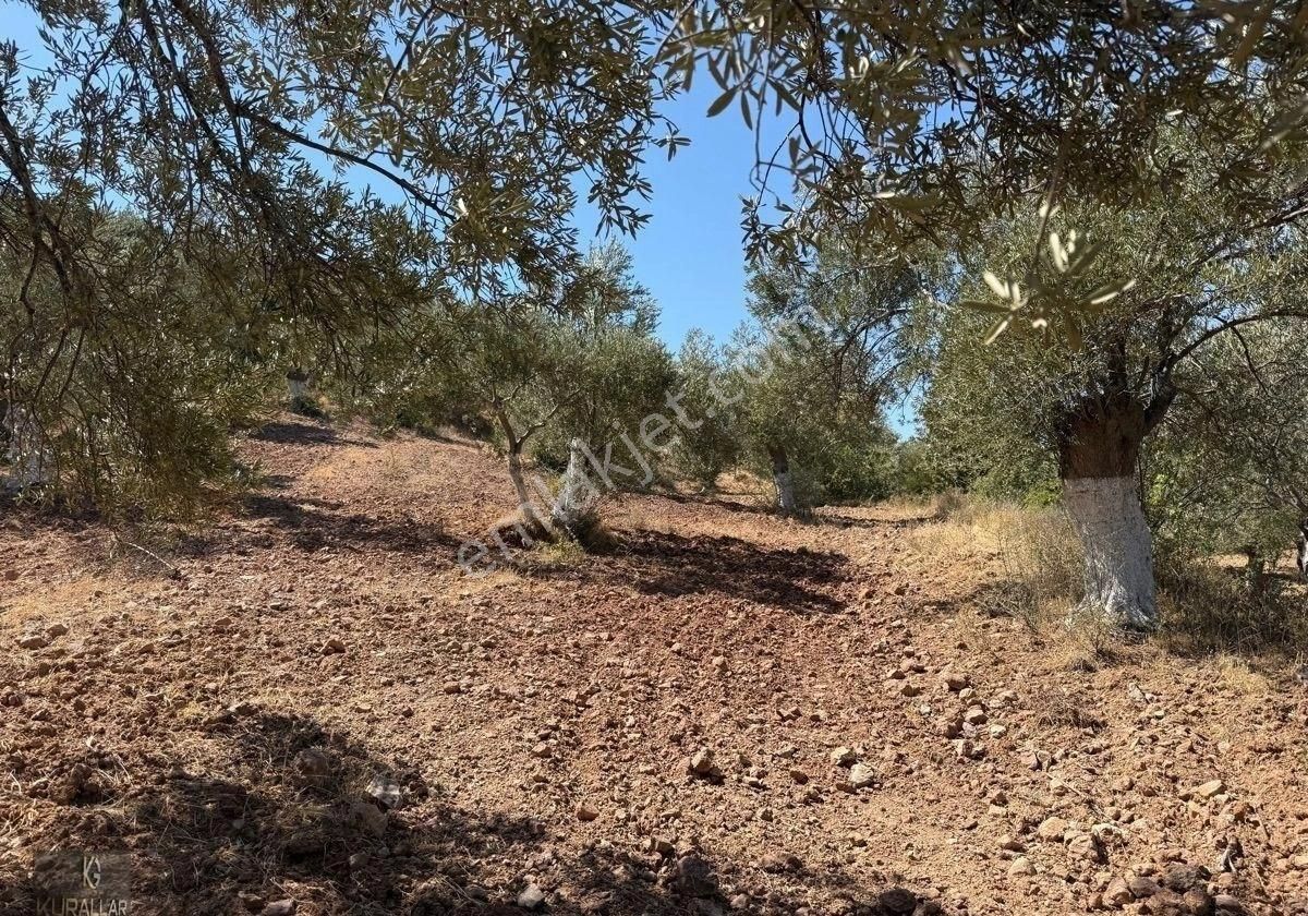 Kuyualan Da Yatırımlık Zeytinlik - Görsel 19