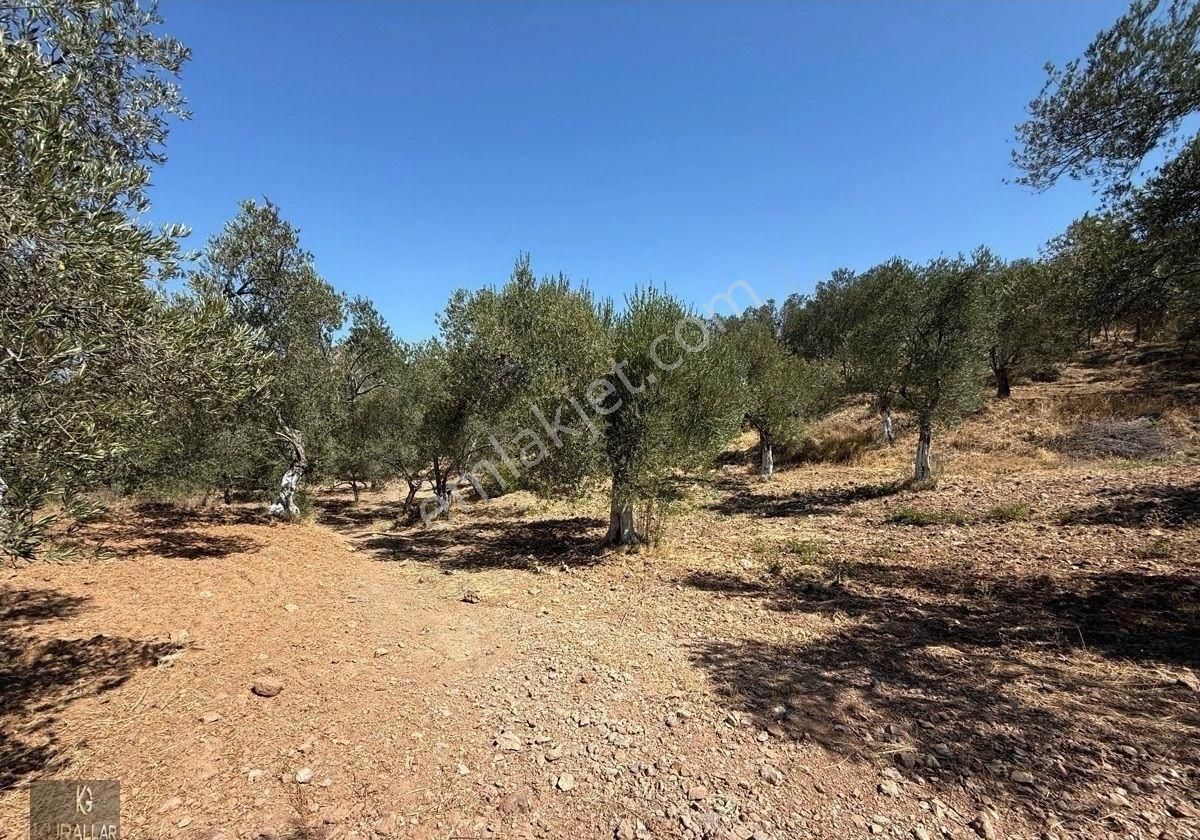 Kuyualan Da Yatırımlık Zeytinlik - Görsel 22
