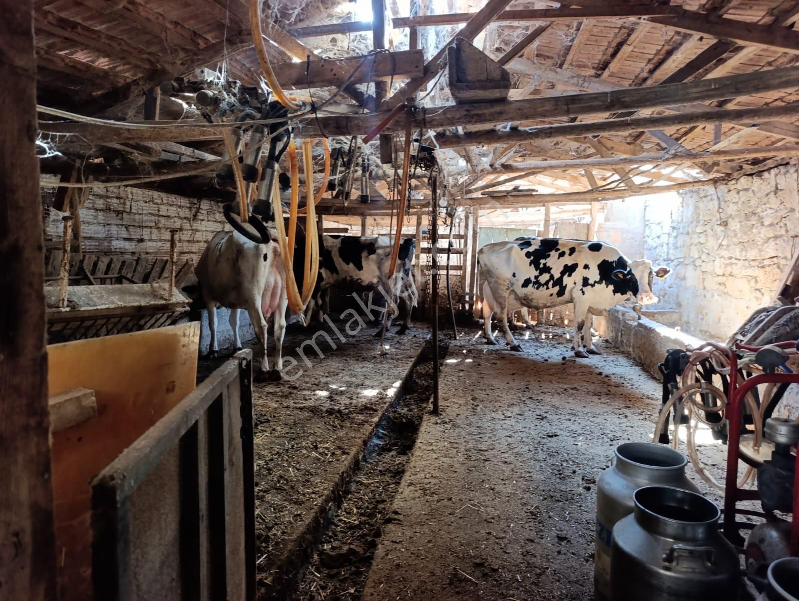 Eski Foçaya 2km Uzaklıkta Satılık Çiftlik Arazisi - Görsel 12