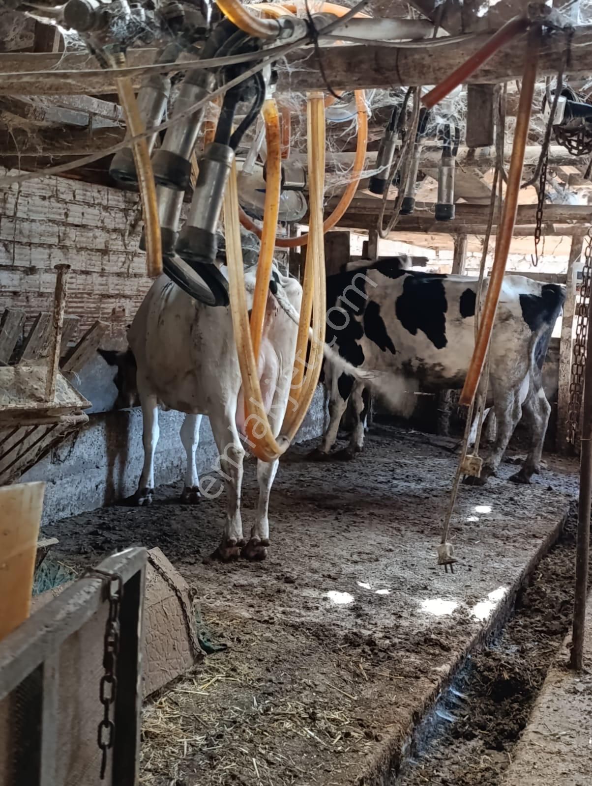 Eski Foçaya 2km Uzaklıkta Satılık Çiftlik Arazisi - Görsel 13