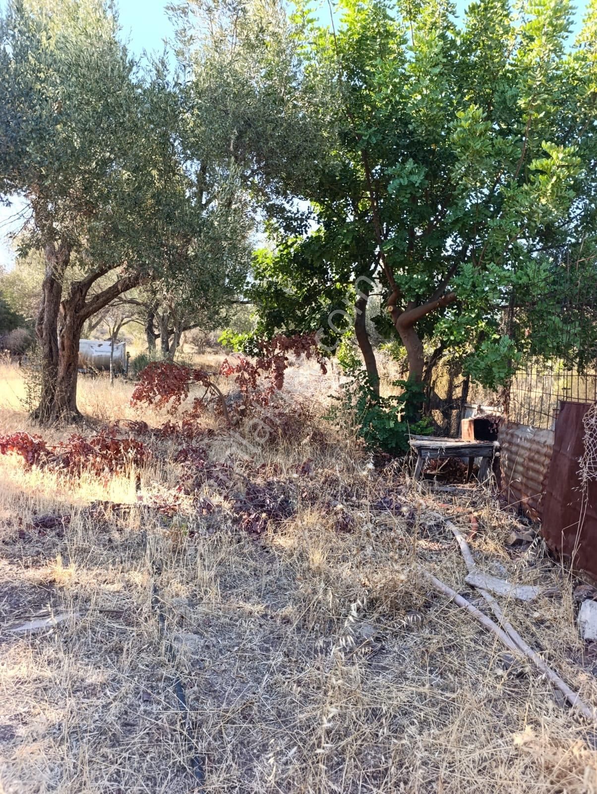 Eski Foçaya 2km Uzaklıkta Satılık Çiftlik Arazisi - Görsel 16