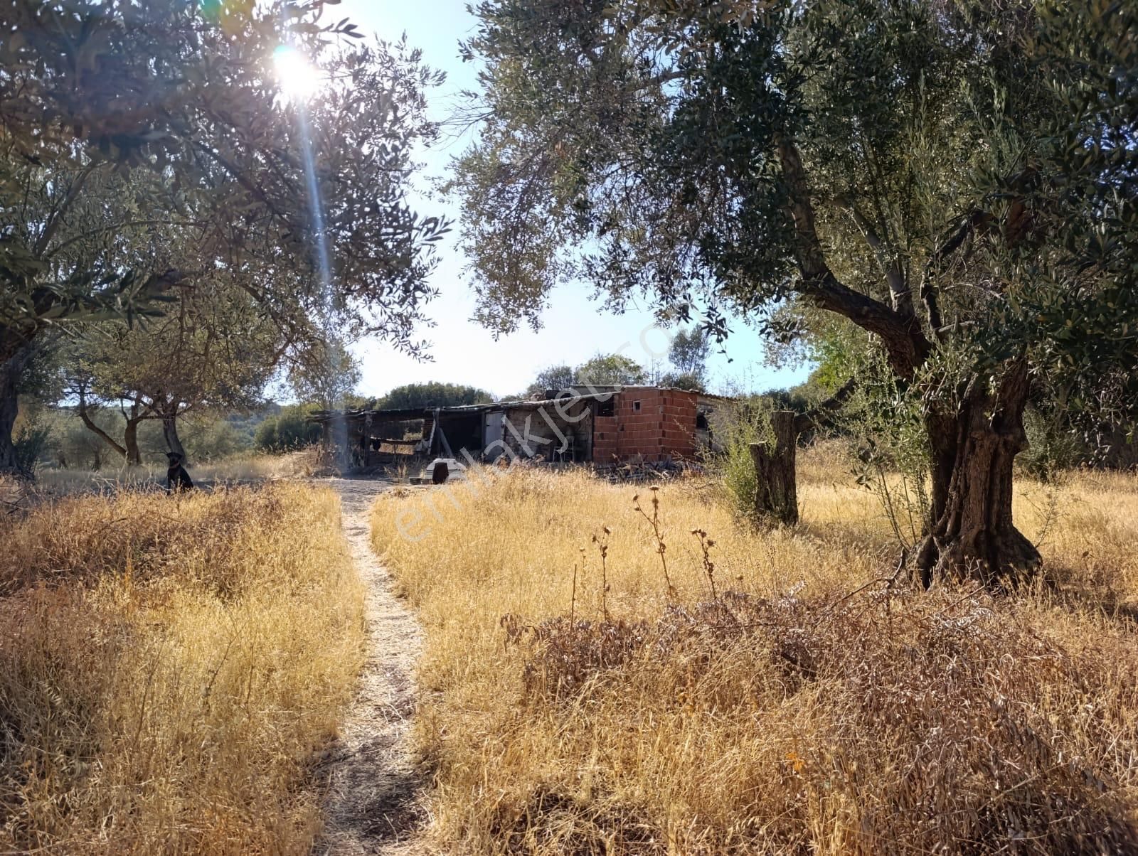 Eski Foçaya 2km Uzaklıkta Satılık Çiftlik Arazisi - Görsel 15