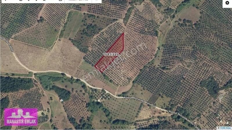 Manastır Emlak'tan Satılık Zeytinlik 4.980 M2..... 5.500.000 Tl - Görsel 2