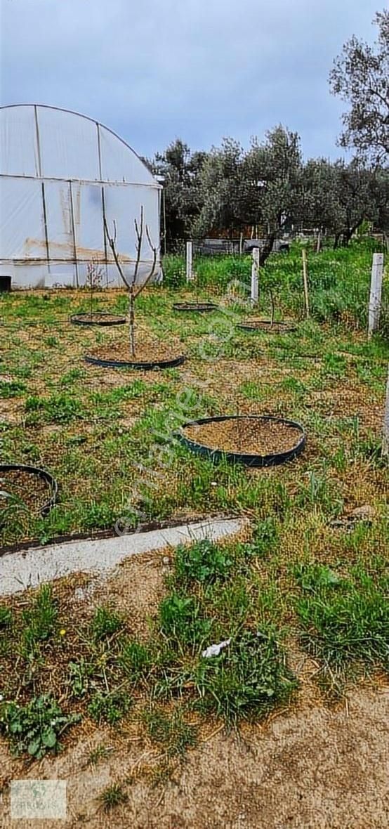 İzmir Torbalı Yazıbaşı'na 2dk Mesafede Hisse Tapulu 355m2 Bahçe - Görsel 4