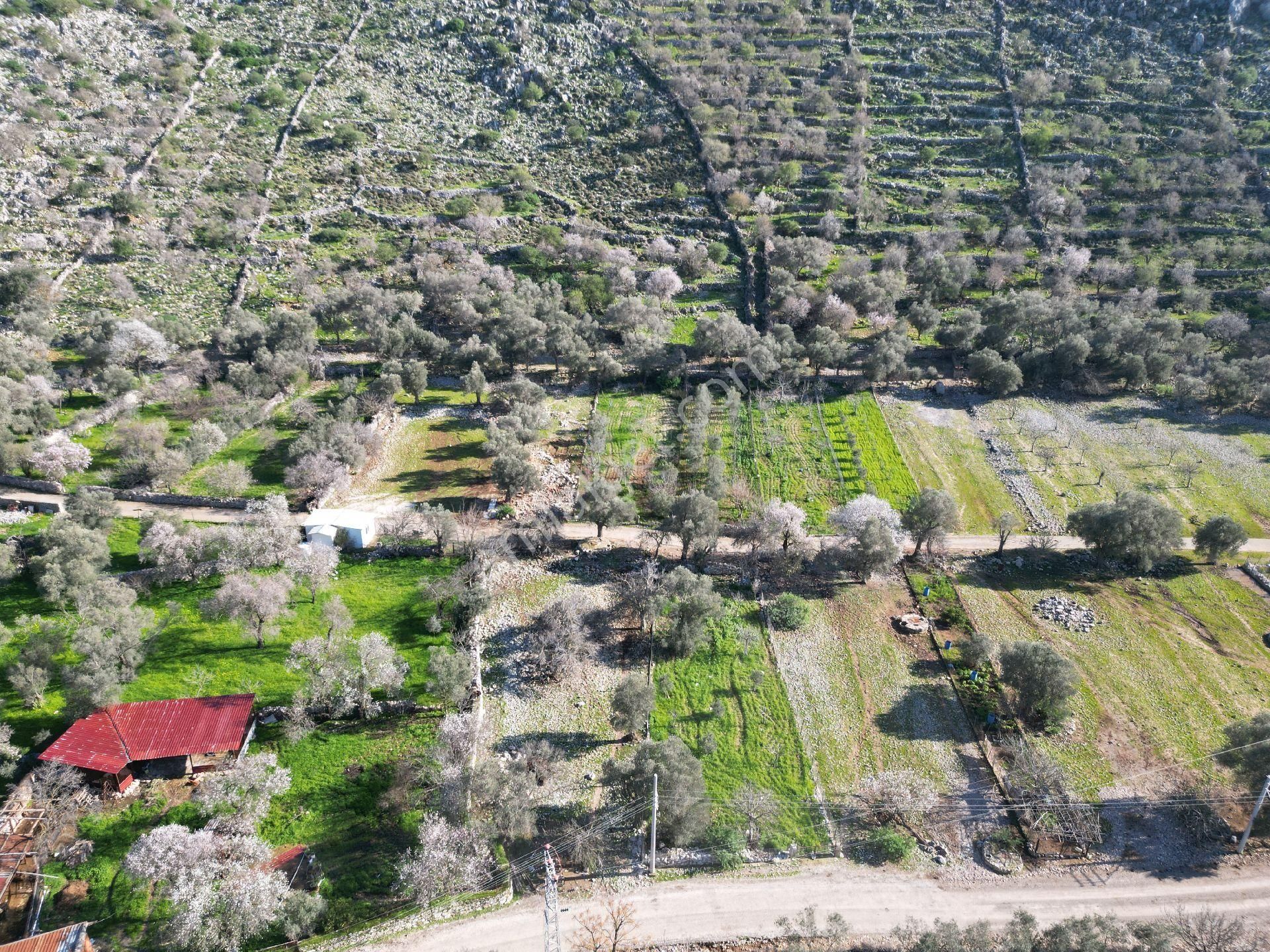 Joker: Marmaris Taşlıca Evlere Komşu Doğal Hayata Uygun Satılık Tarla - Görsel 4