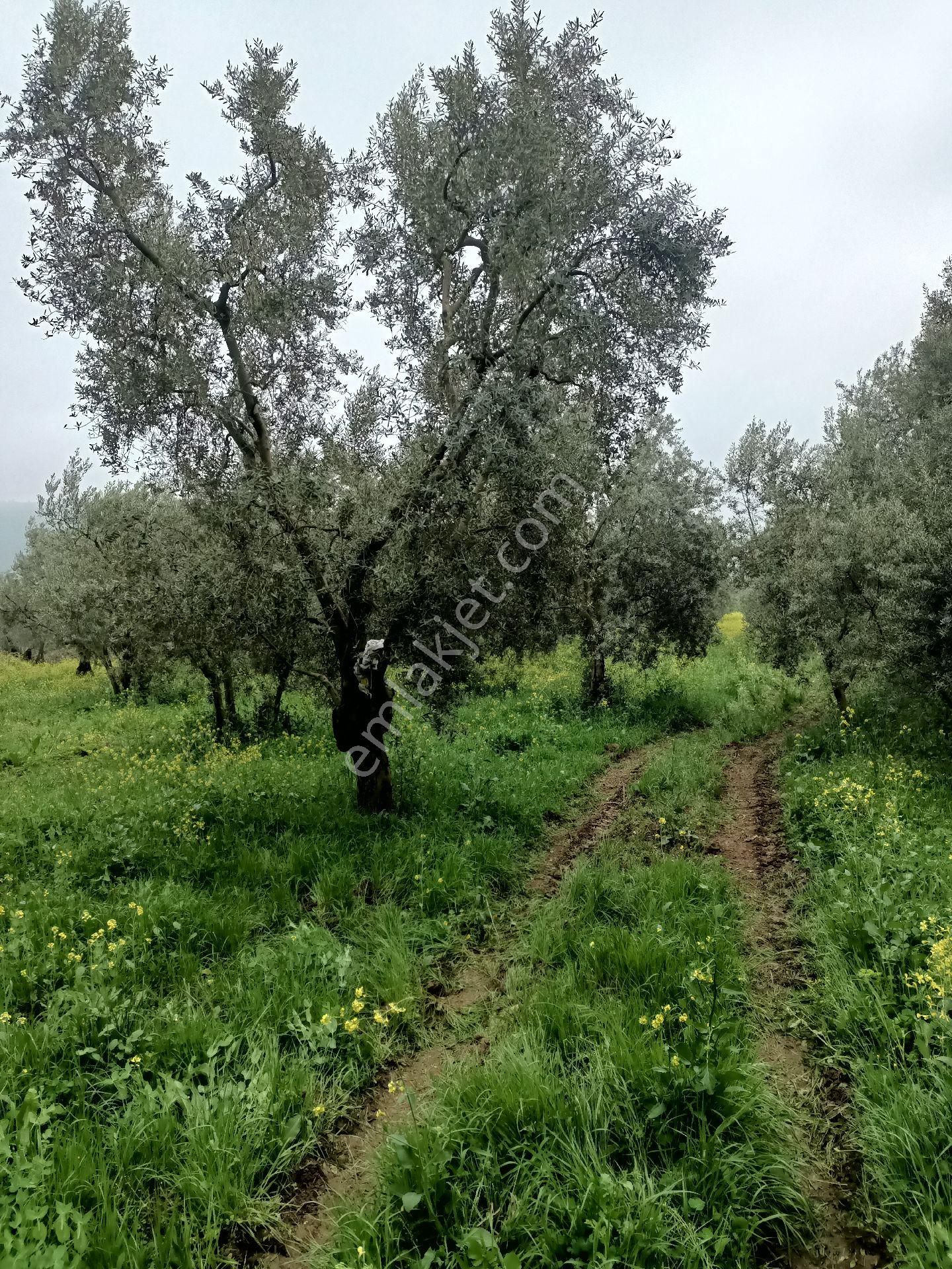İznik 5 Km Mesafede Bahçe