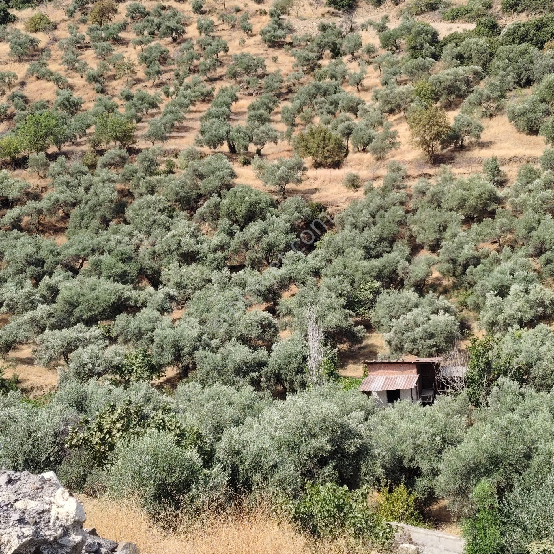Donduran Otoban Yanında Yüzde 80 Alanı Düz Zeytinlik - Görsel 9