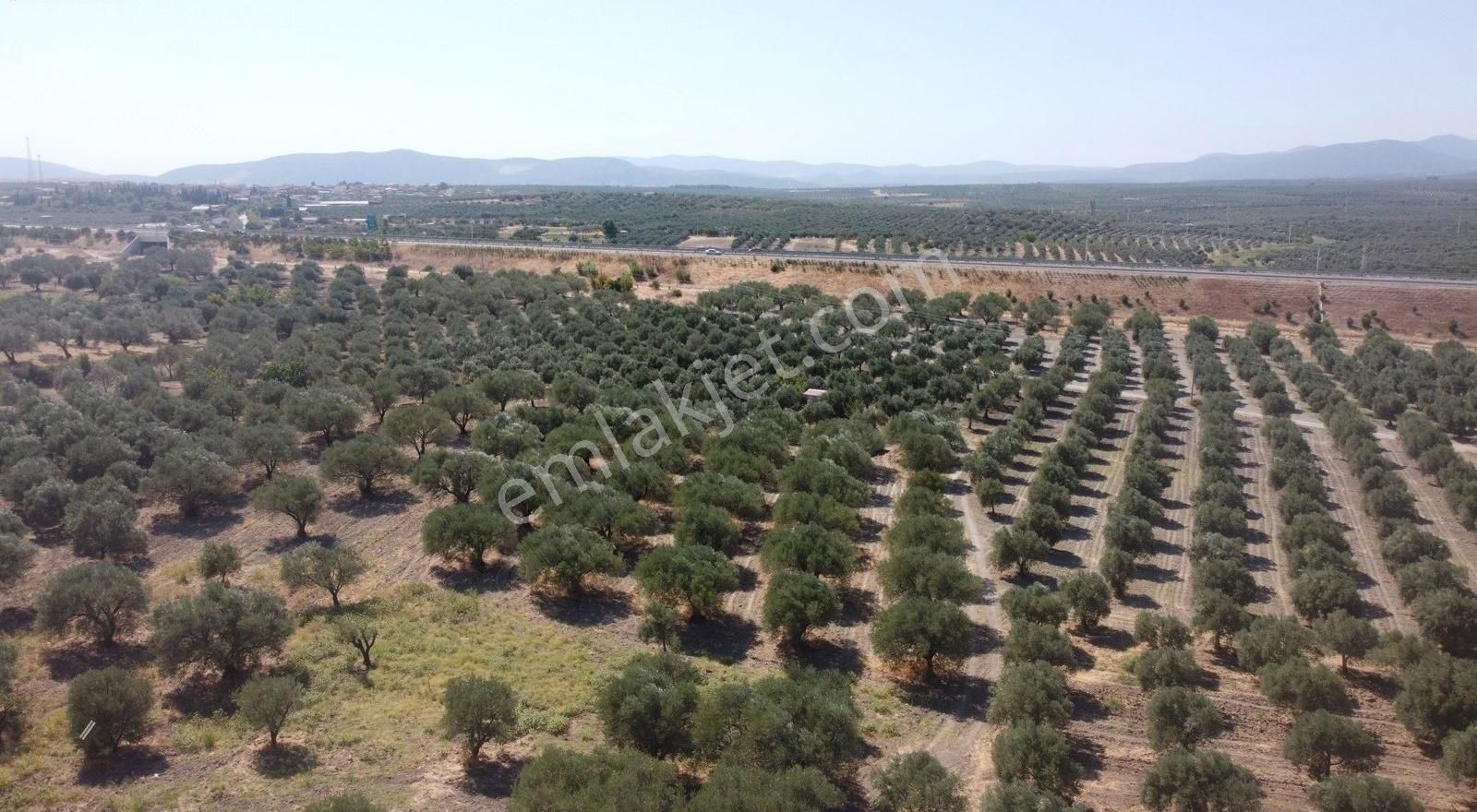 Ballıcada 7.450 M² Satılık Zeytinlik - Görsel 10