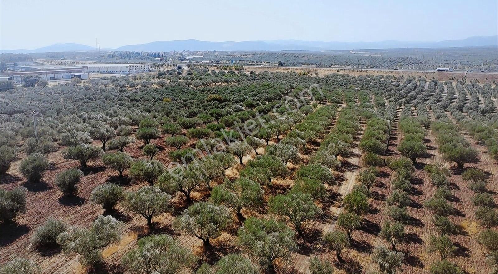 Ballıcada 7.450 M² Satılık Zeytinlik - Görsel 18