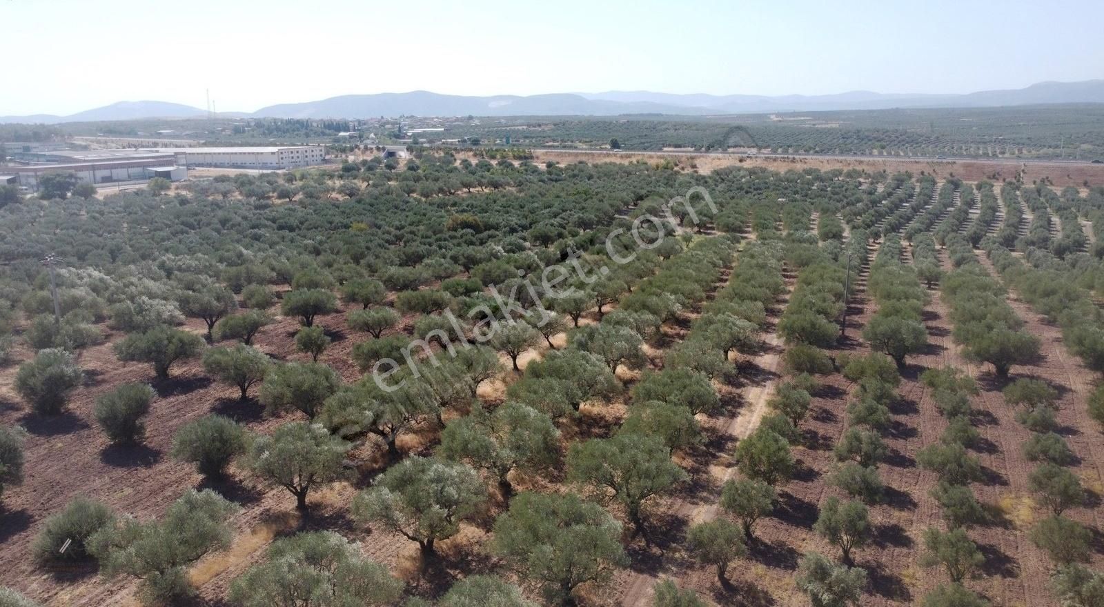 Ballıcada 7.450 M² Satılık Zeytinlik - Görsel 22
