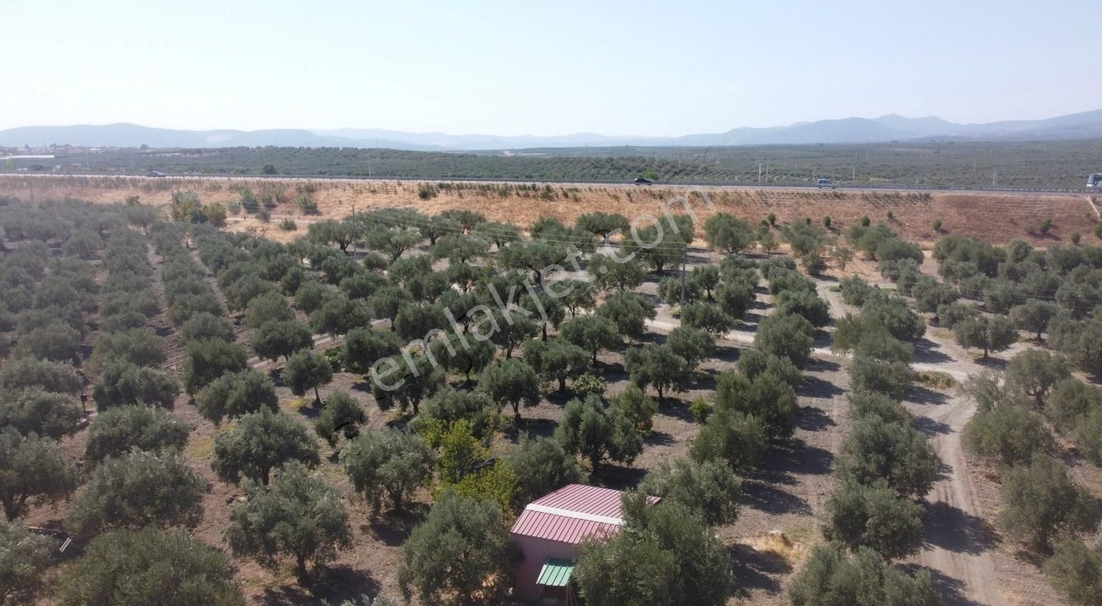 Ballıcada 7.450 M² Satılık Zeytinlik - Görsel 23