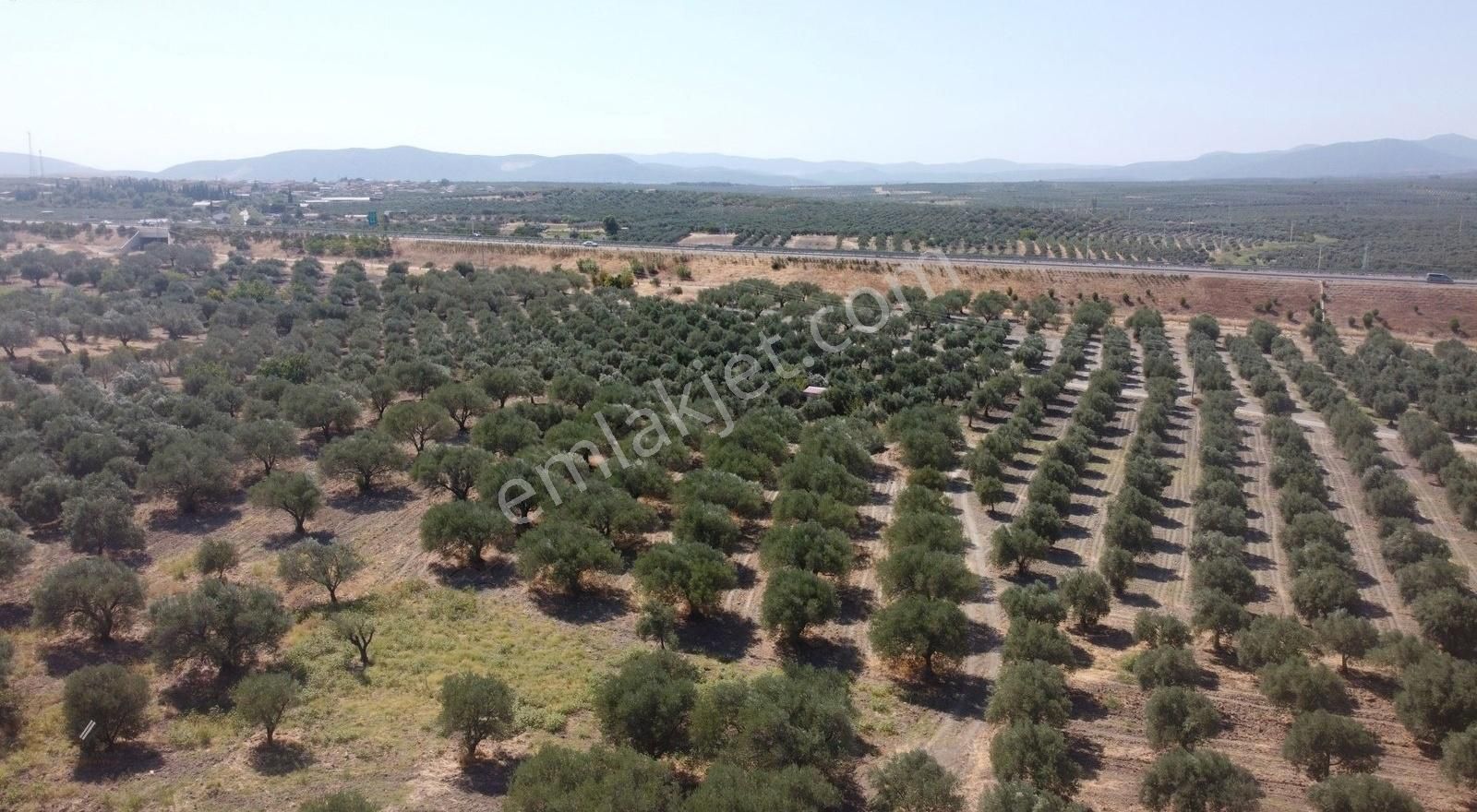 Ballıcada 7.450 M² Satılık Zeytinlik - Görsel 13