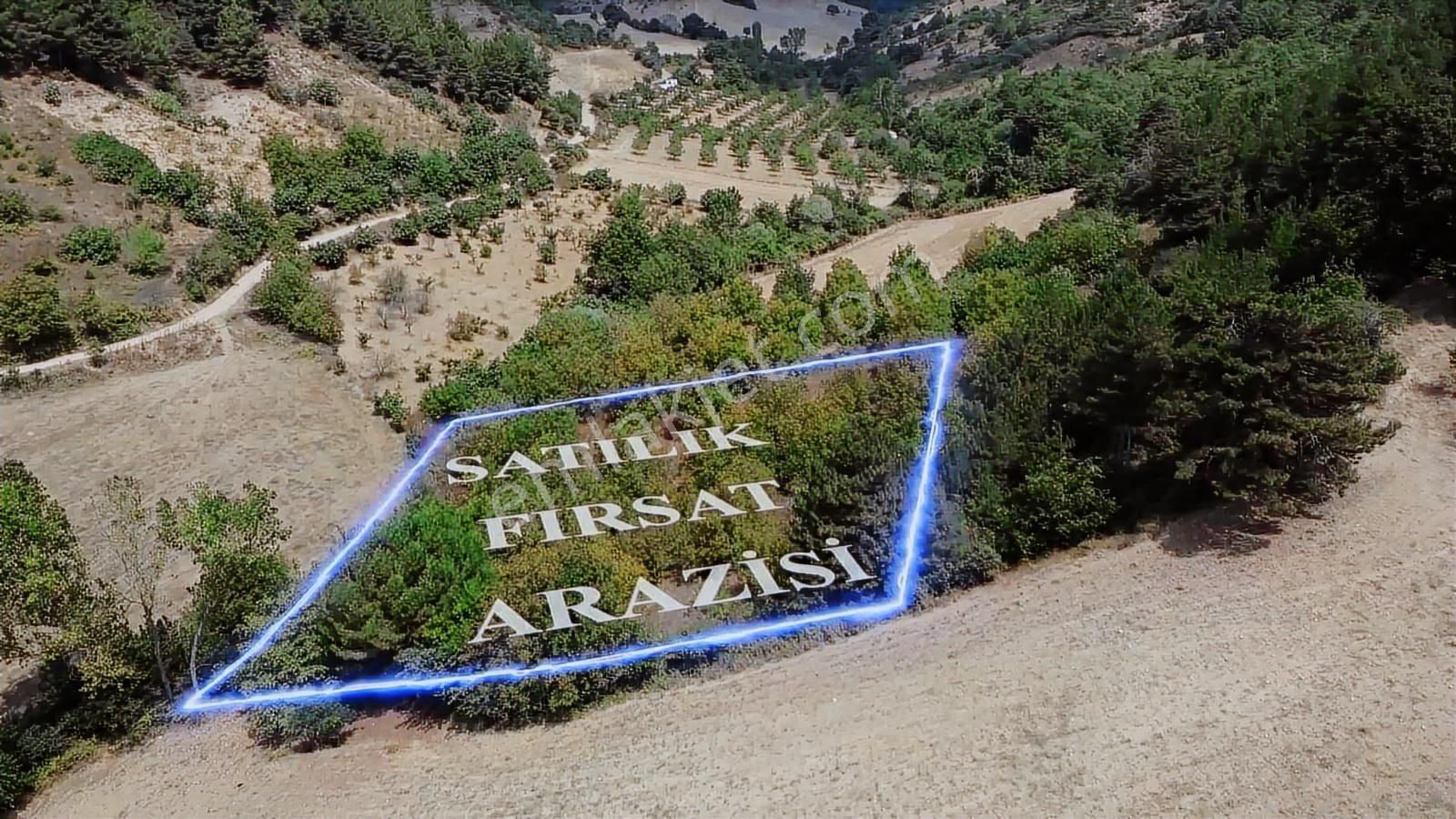 Bursa Yenişehir Kozdere'de Yetişkin Ceviz Bahçesi - Görsel 6