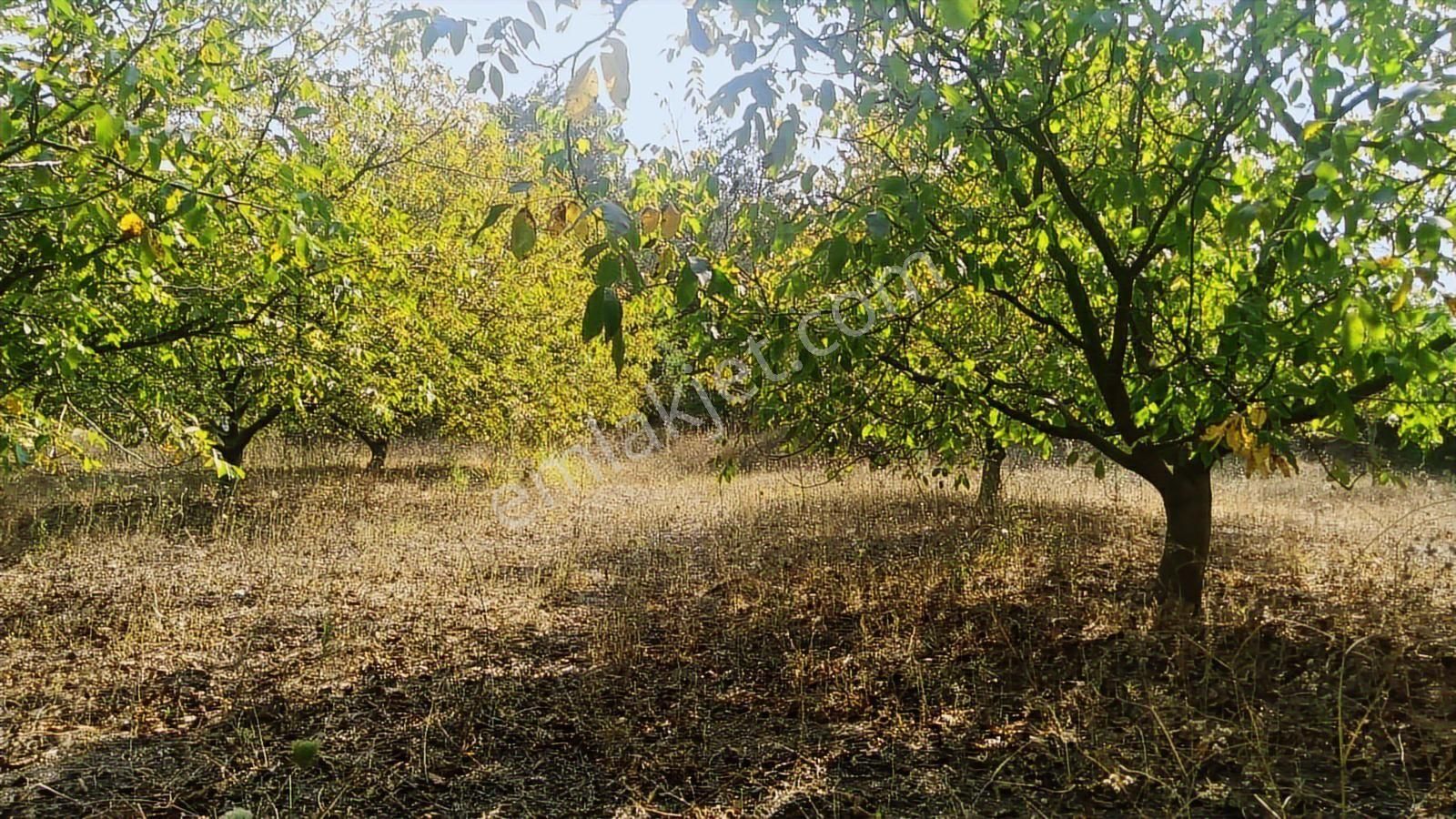 Bursa Yenişehir Kozdere'de Yetişkin Ceviz Bahçesi - Görsel 8
