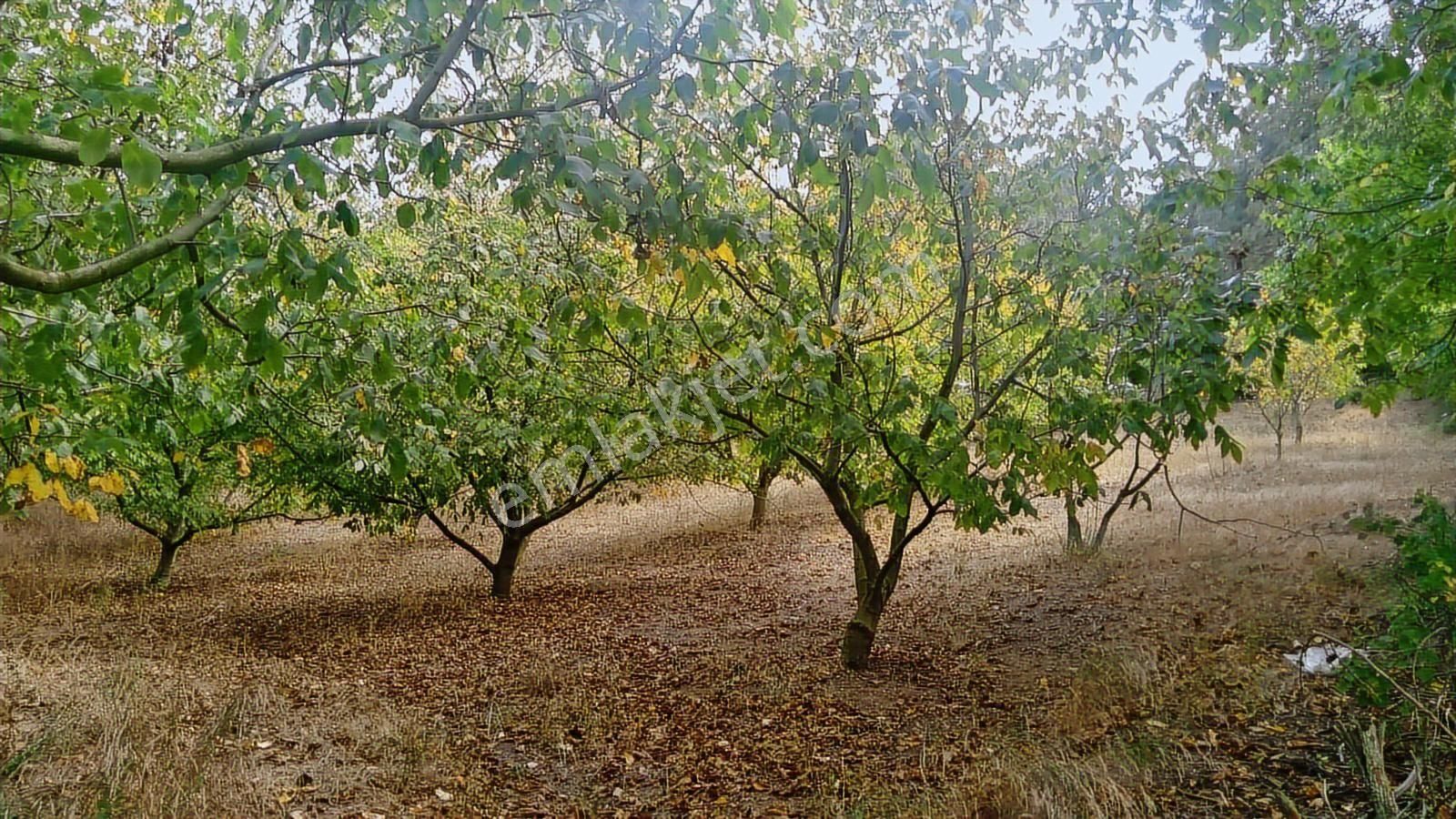 Bursa Yenişehir Kozdere'de Yetişkin Ceviz Bahçesi - Görsel 10