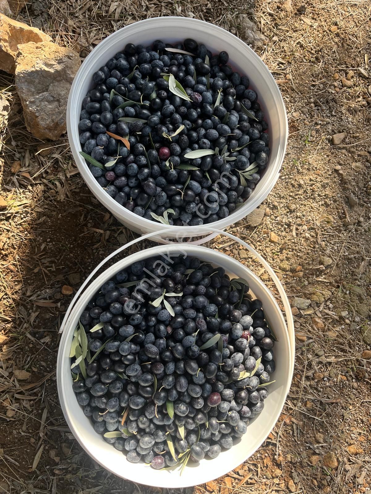 Nilvest'ten Bursa Kestel Narlıdere'de Evi Olan Zeytin Bahçesi - Görsel 9