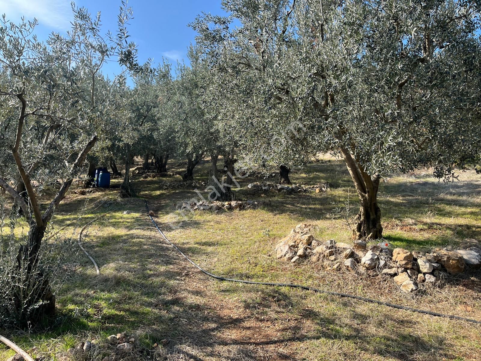 Nilvest'ten Bursa Kestel Narlıdere'de Evi Olan Zeytin Bahçesi - Görsel 3