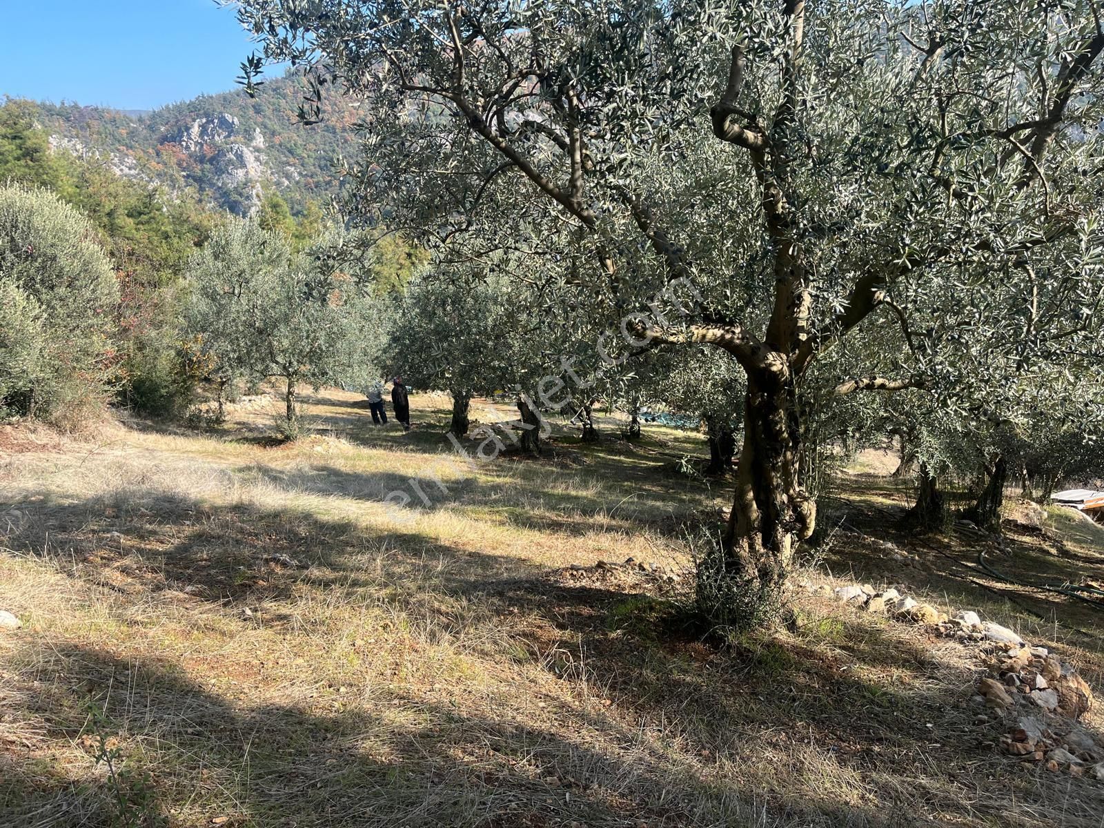 Nilvest'ten Bursa Kestel Narlıdere'de Evi Olan Zeytin Bahçesi - Görsel 8