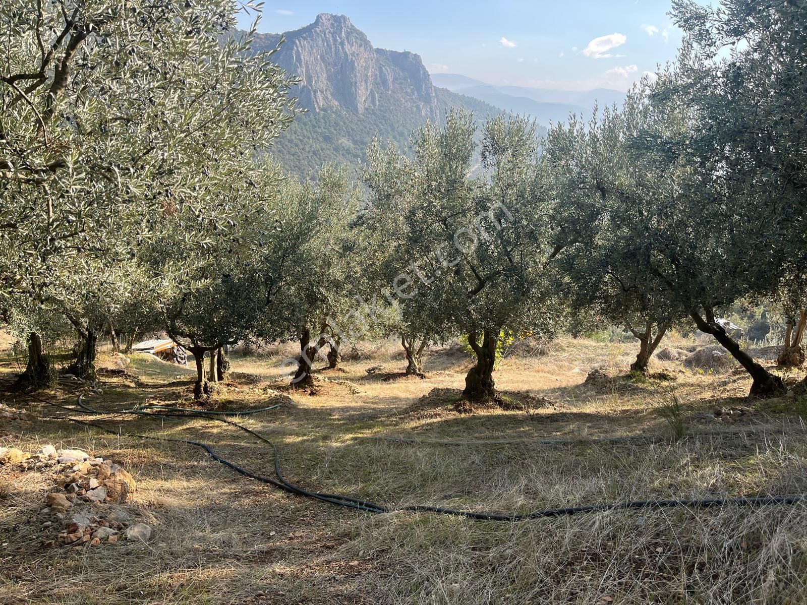 Nilvest'ten Bursa Kestel Narlıdere'de Evi Olan Zeytin Bahçesi - Görsel 10