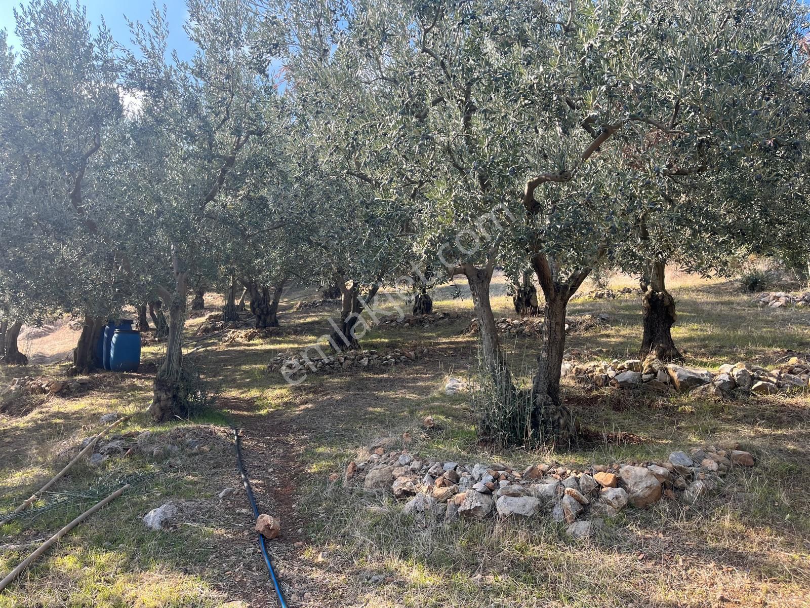 Nilvest'ten Bursa Kestel Narlıdere'de Evi Olan Zeytin Bahçesi