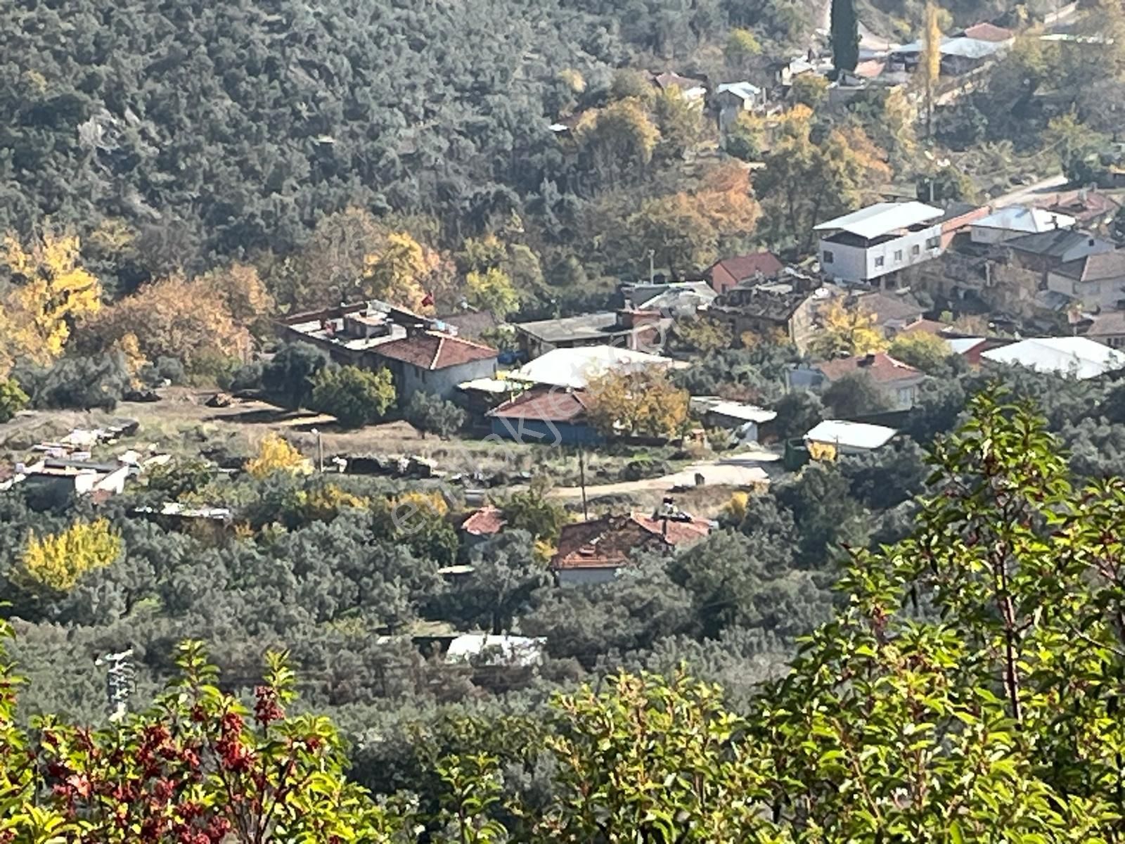 Nilvest'ten Bursa Kestel Narlıdere'de Evi Olan Zeytin Bahçesi - Görsel 16