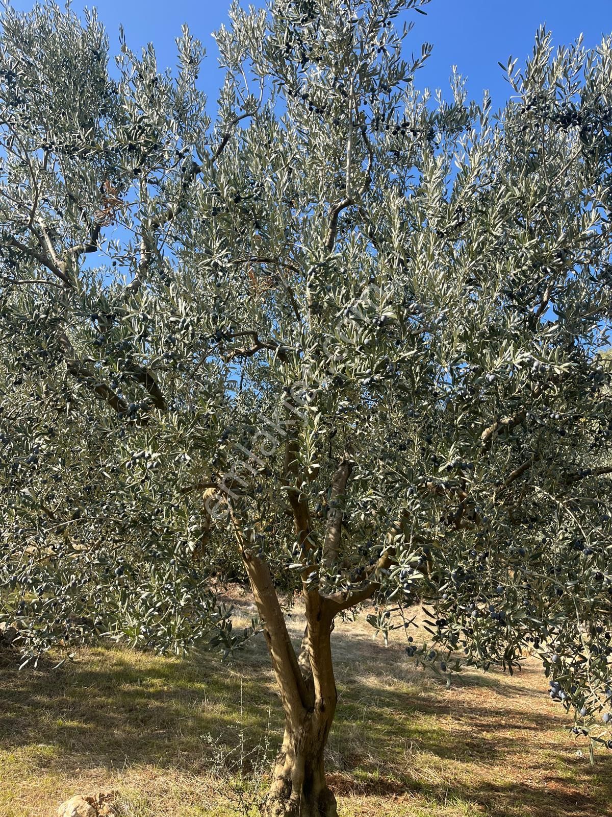 Nilvest'ten Bursa Kestel Narlıdere'de Evi Olan Zeytin Bahçesi - Görsel 7