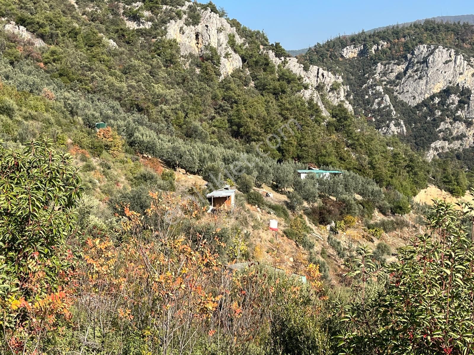 Nilvest'ten Bursa Kestel Narlıdere'de Evi Olan Zeytin Bahçesi - Görsel 14