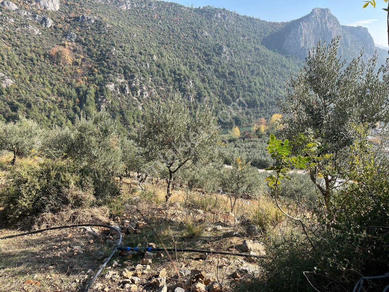 Nilvest'ten Bursa Kestel Narlıdere'de Evi Olan Zeytin Bahçesi - Görsel 5