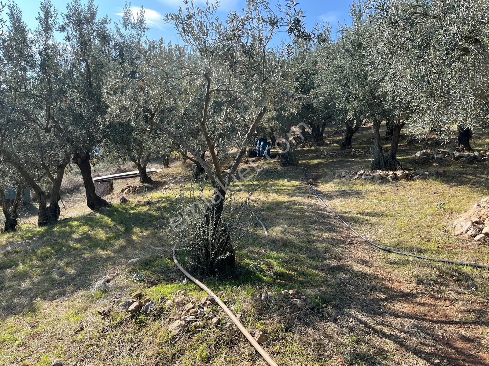 Nilvest'ten Bursa Kestel Narlıdere'de Evi Olan Zeytin Bahçesi - Görsel 2