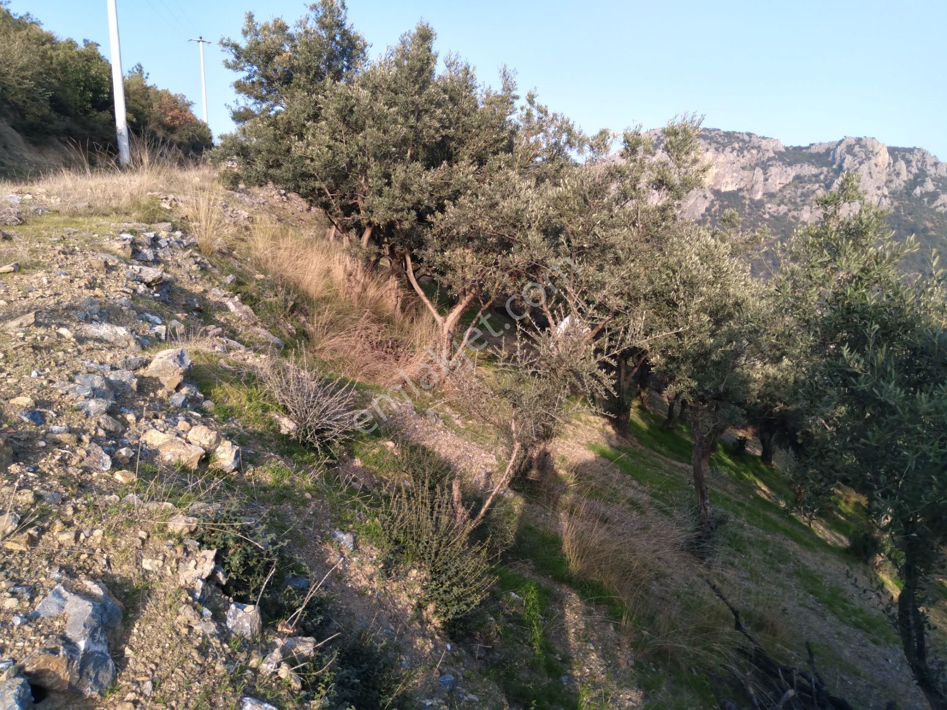 Nilvest'ten Kestel Narlıdere'de Çok Güzel Manzaralı Hobi Bahçesi - Görsel 15