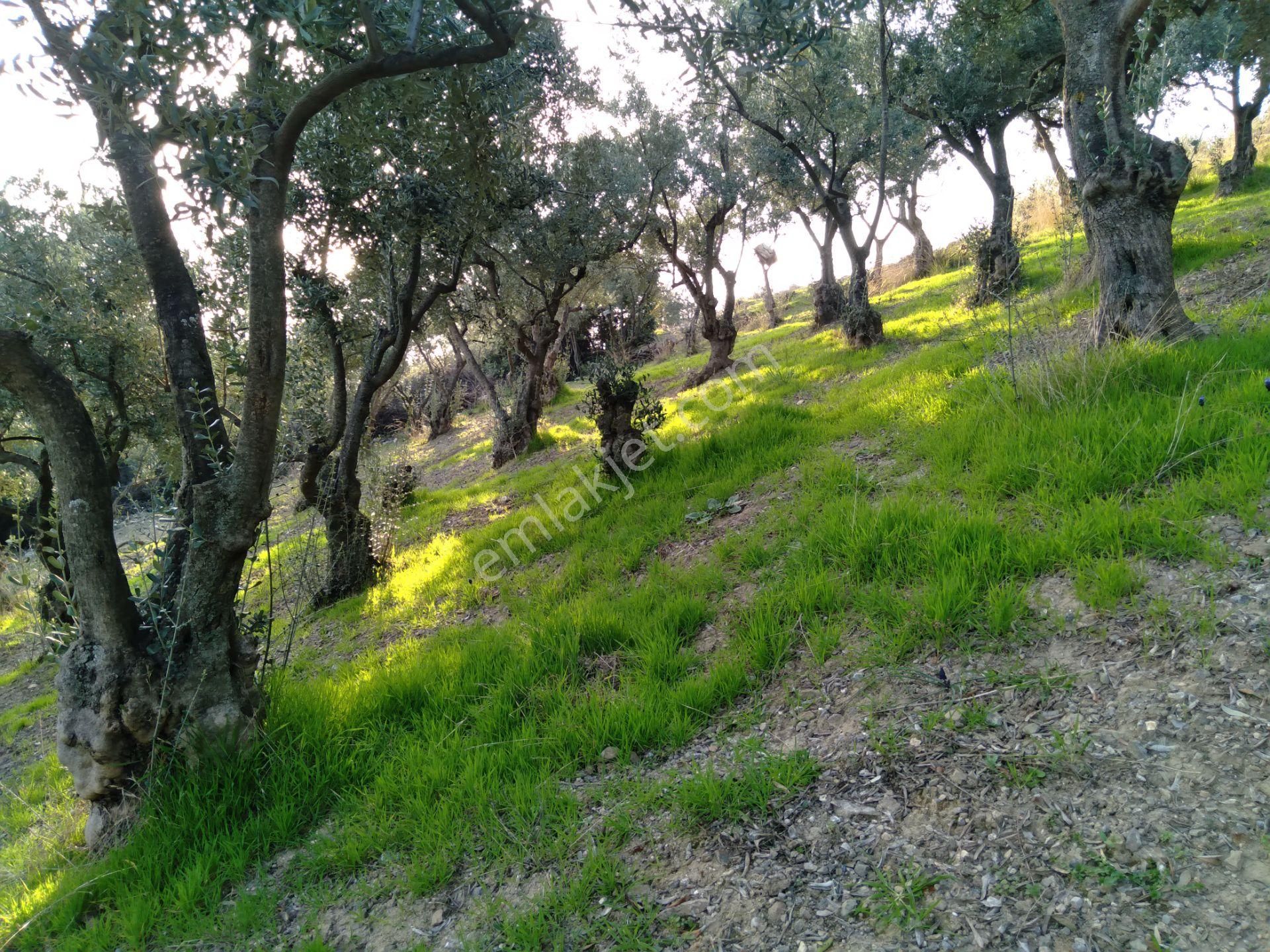 Nilvest'ten Kestel Narlıdere'de Çok Güzel Manzaralı Hobi Bahçesi - Görsel 16