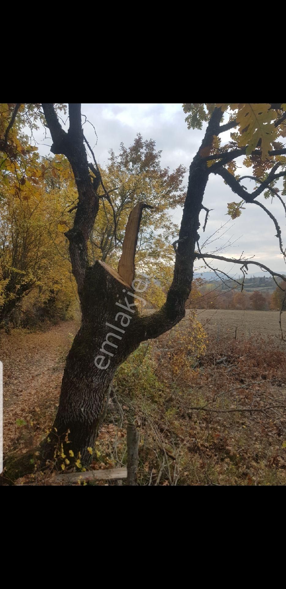 Kazdağları Akköy Satılık Tarla