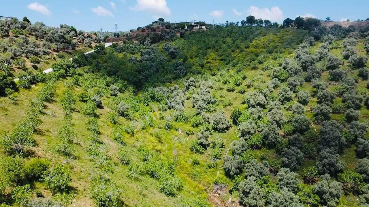 Tire'nin En Büyük İncir Ve Zeytin Bahçesi Satılık'tır - Görsel 15